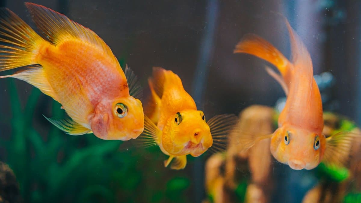 Three vibrant goldfish swim gracefully in a clear aquarium tank.