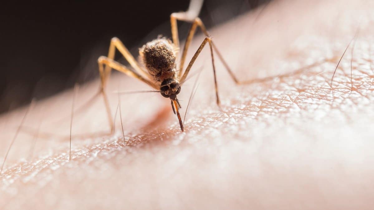 Macro shot capturing a mosquito piercing skin with its proboscis, highlighting its role as a pest.