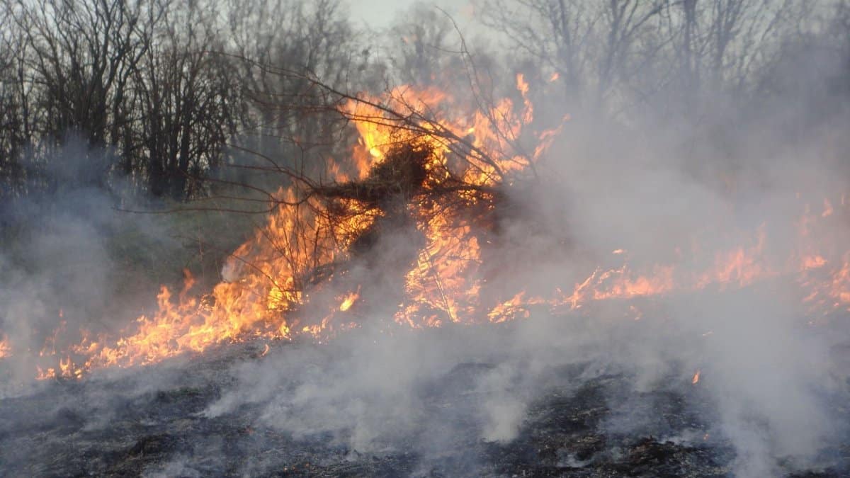 A vivid depiction of a forest fire with flames and thick smoke engulfing the trees.