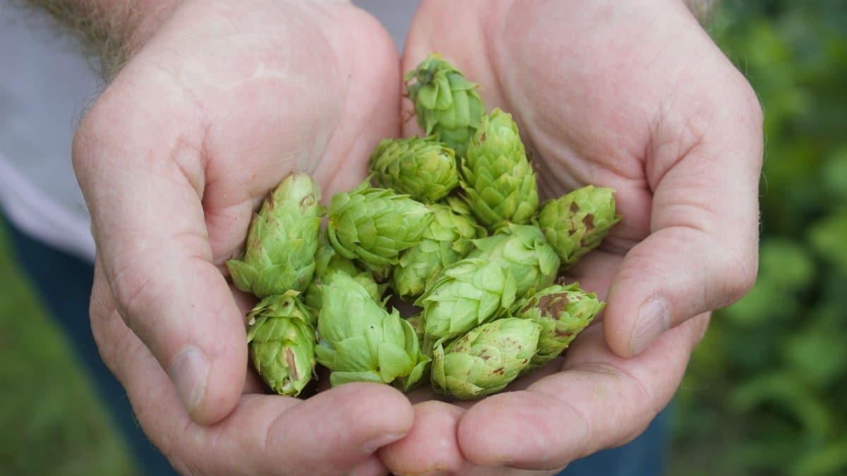 Close-up of hands holding freshly harvested green hops, ideal for brewing in an Ohio farm.