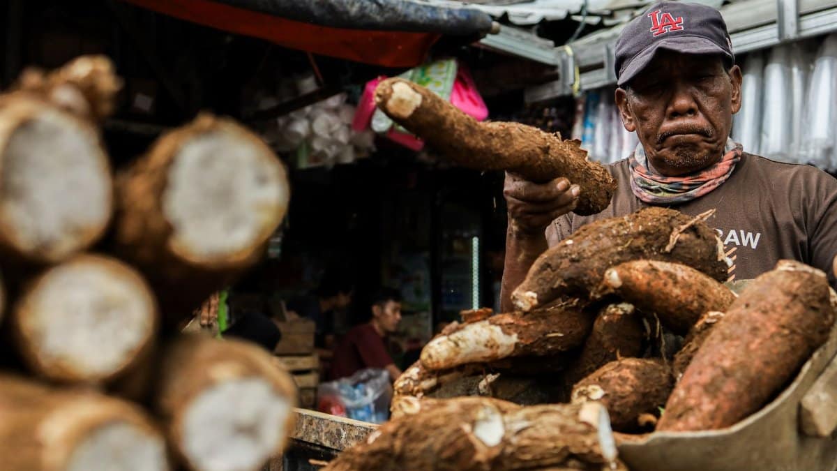 Elderly vendor handles cassava at a bustling traditional market, showcasing local culture.