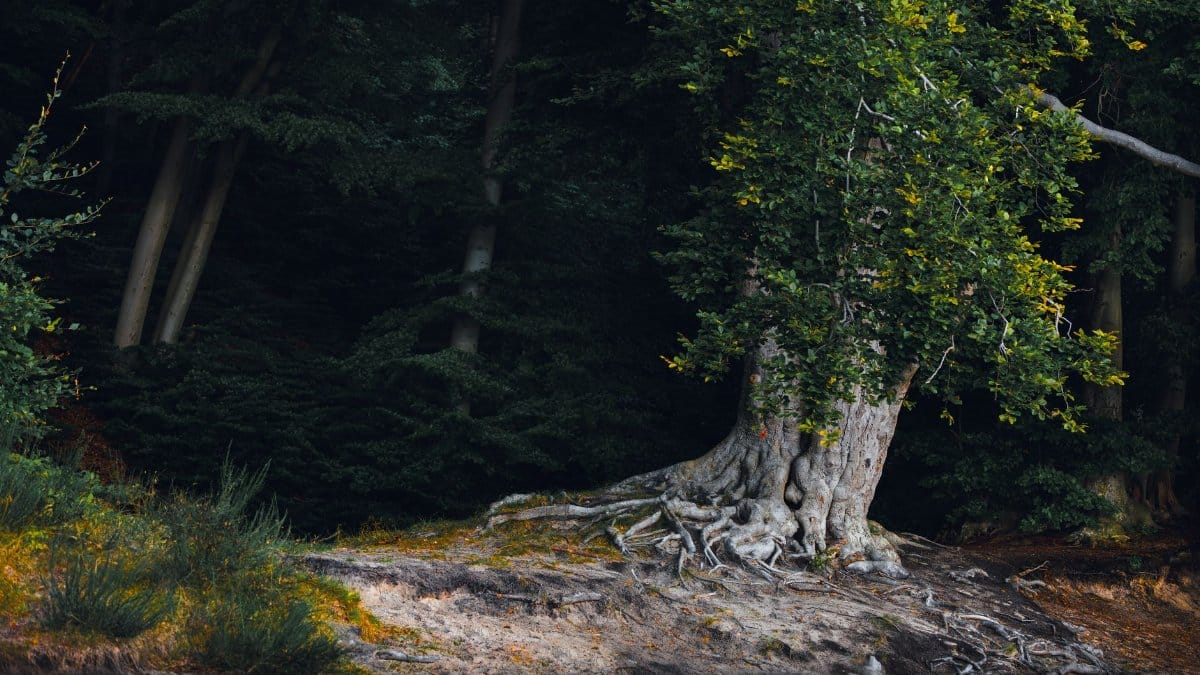 A solitary tree with exposed roots in the lush forest of Gdynia, Poland, showcasing natural beauty.