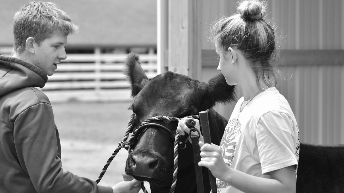 Two teenagers managing a black cow outdoors in black and white photograph.