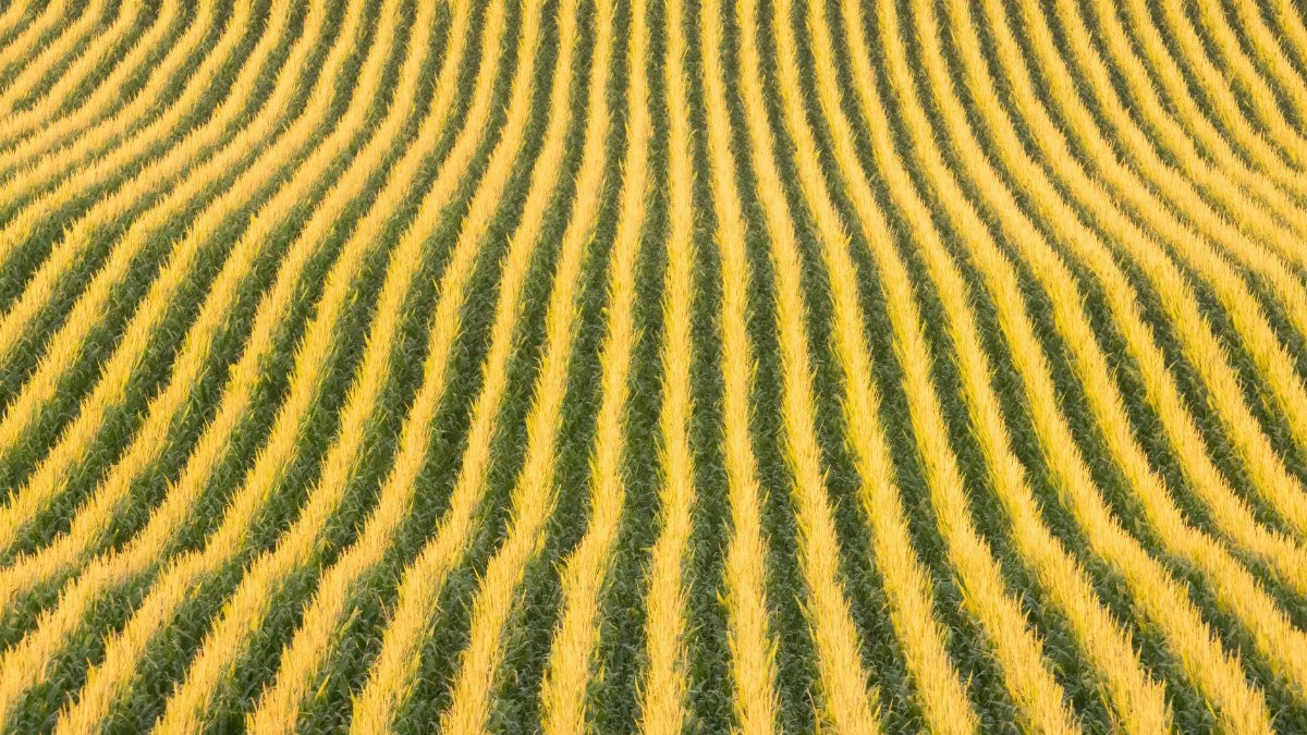 Aerial view of lush cornfield with vibrant rows creating a wave-like pattern in Elgin, Minnesota.