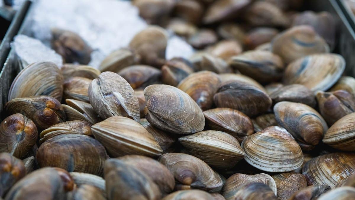 High-quality close-up of fresh clams on ice, perfect for seafood-themed projects.