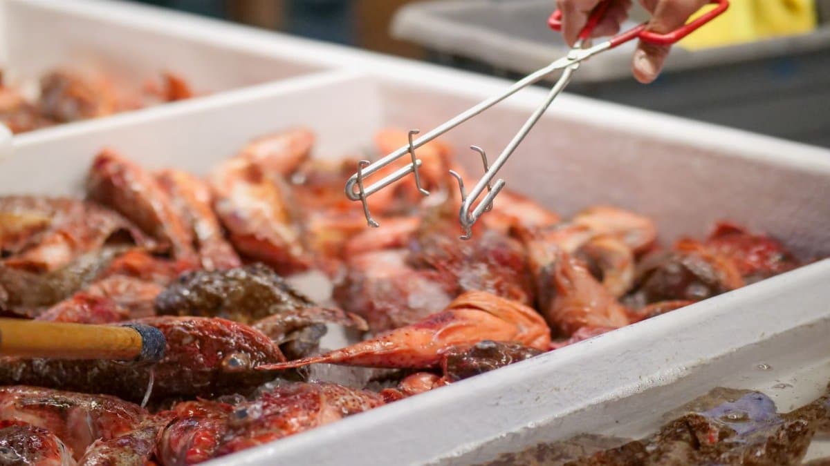 Fresh sculpin on ice at a seafood market with a hand using tongs to select fish.