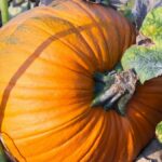 Close-up of a vibrant orange pumpkin growing in a sunlit garden, surrounded by lush green leaves.
