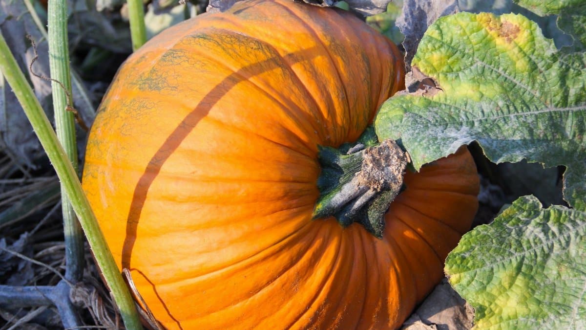 Close-up of a vibrant orange pumpkin growing in a sunlit garden, surrounded by lush green leaves.