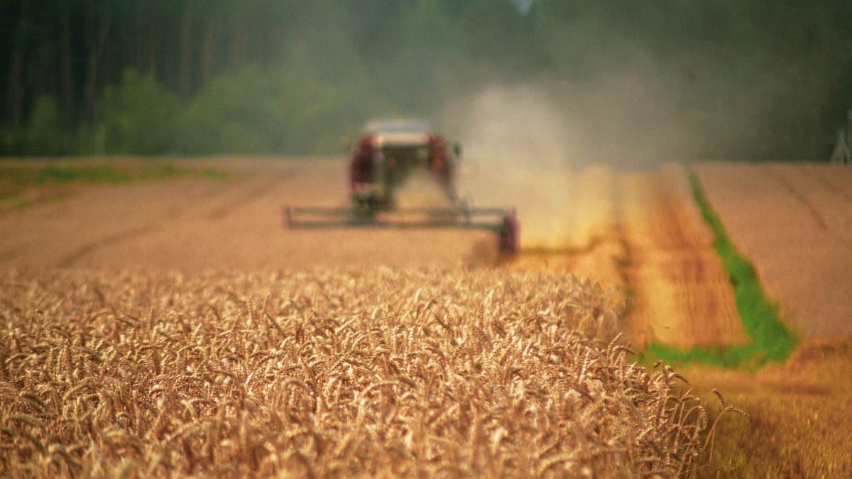 Combine harvester working in a wheat field, creating dust clouds during harvest.