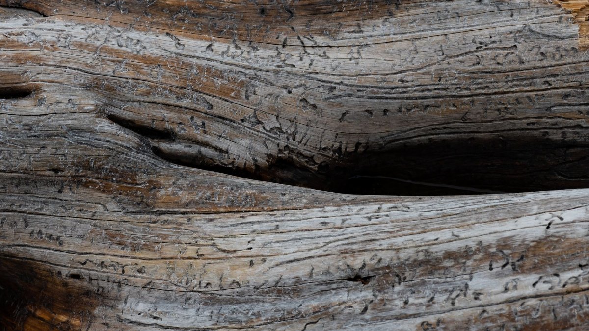 Close-up of weathered driftwood showcasing intricate natural textures and patterns.