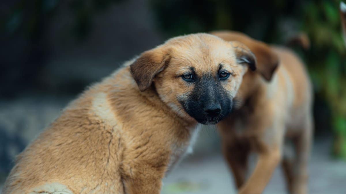 Two brown puppies outdoors looking around. Cute and curious expressions.