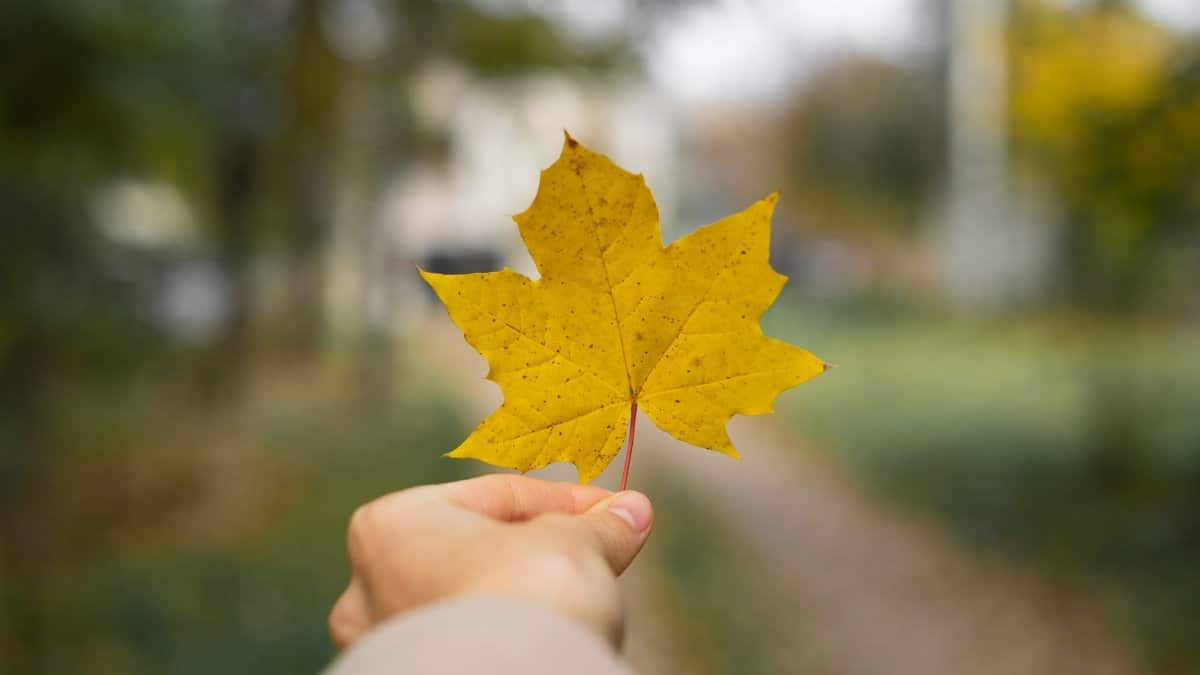 A person holding a vibrant yellow maple leaf against a blurred autumn background.