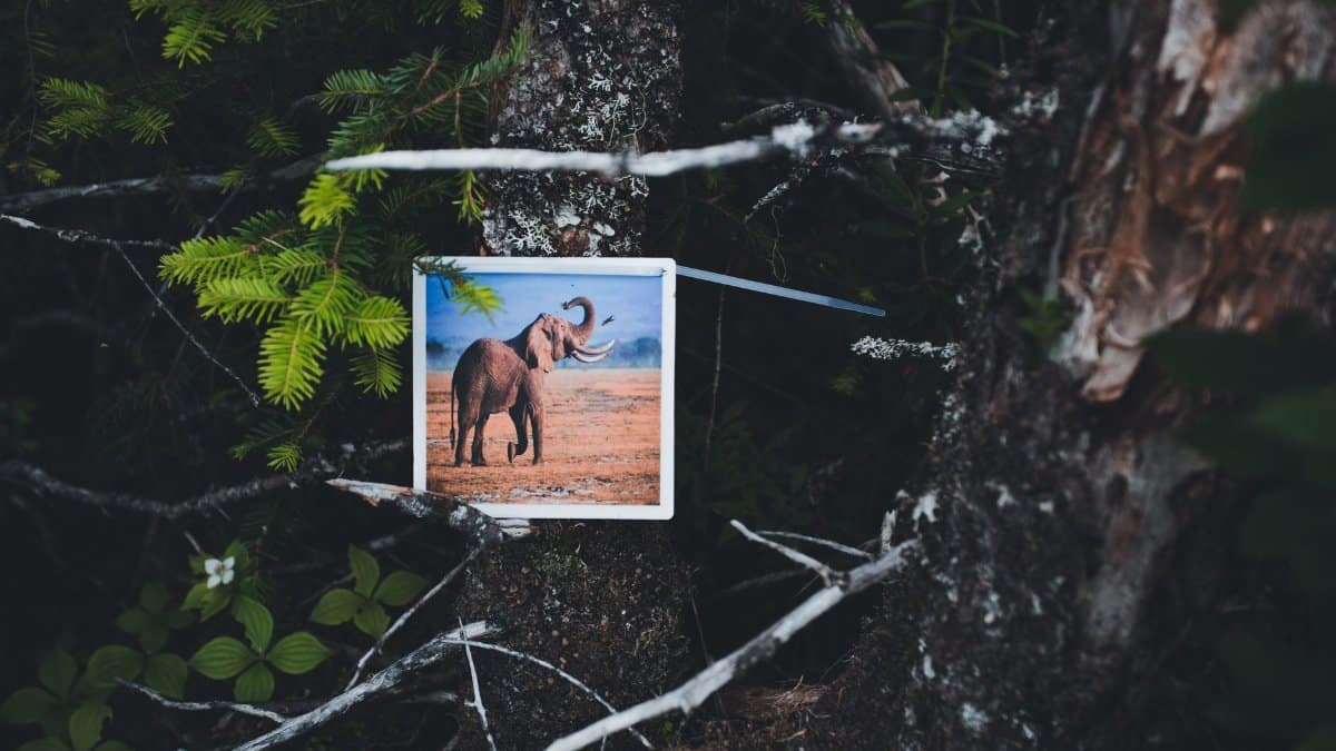 A framed elephant photo creatively placed in a forest environment, blending nature and art.