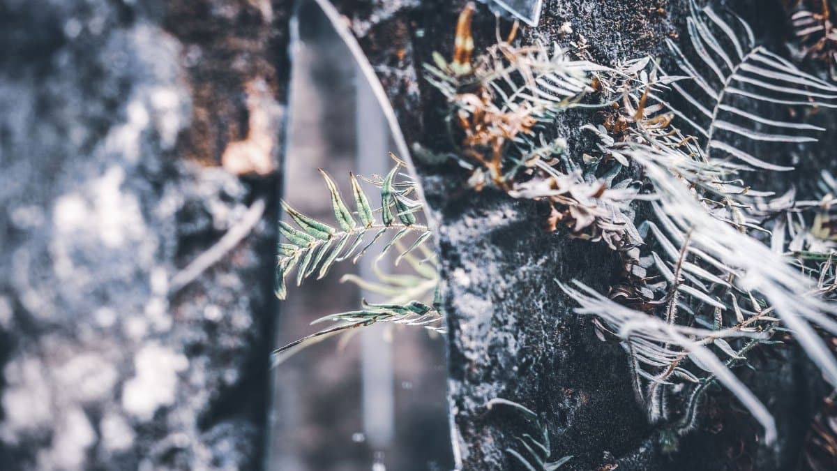 Wild ferns visible through a broken mirror in Huizhou, China. Rustic elegance and nature's resilience.