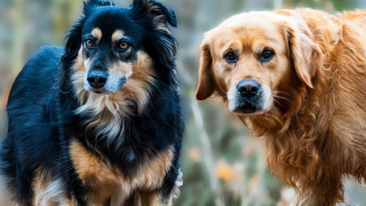 Two dogs, a Golden Retriever and a Border Collie mix, in a fall setting.