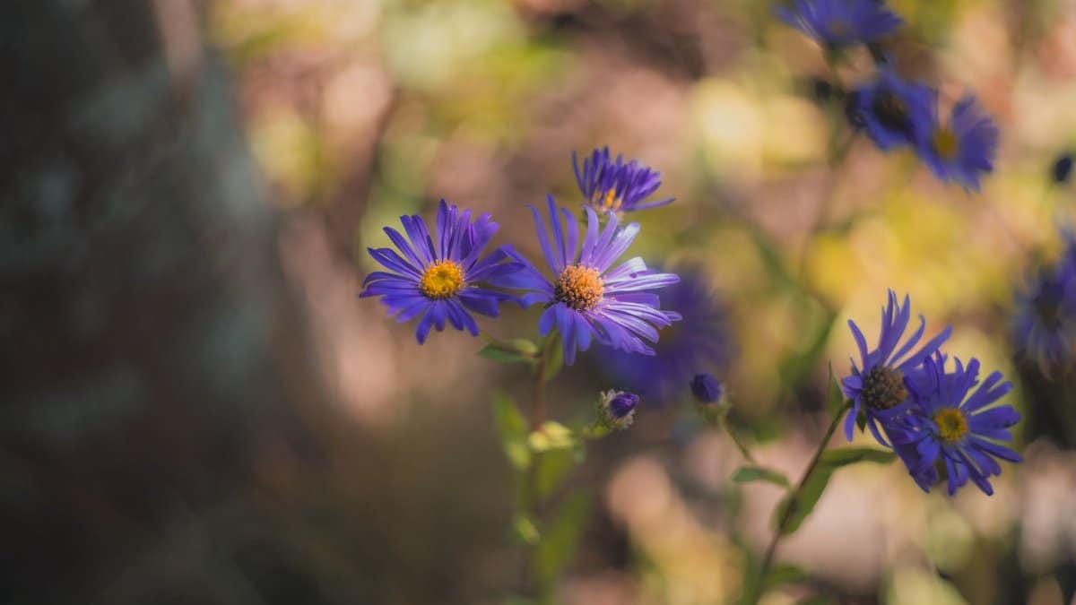 Close-up of purple wildflowers with blurred nature background, capturing a serene outdoor scene.
