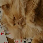 Cute fluffy cat resting on a wooden floor surrounded by playing cards.