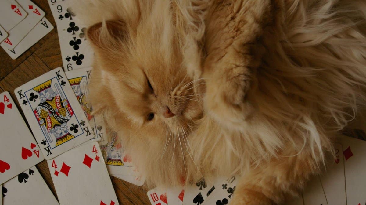 Cute fluffy cat resting on a wooden floor surrounded by playing cards.