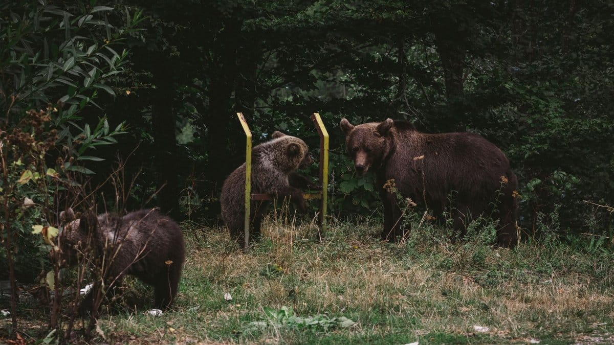 Brown bears exploring a forested park area, capturing wildlife in their natural habitat.