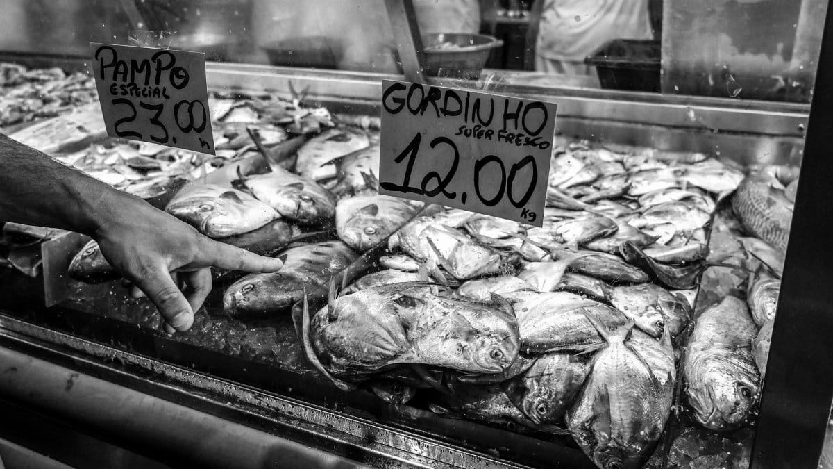 Monochrome view of fish market stall with fresh fish and handwritten price tags.