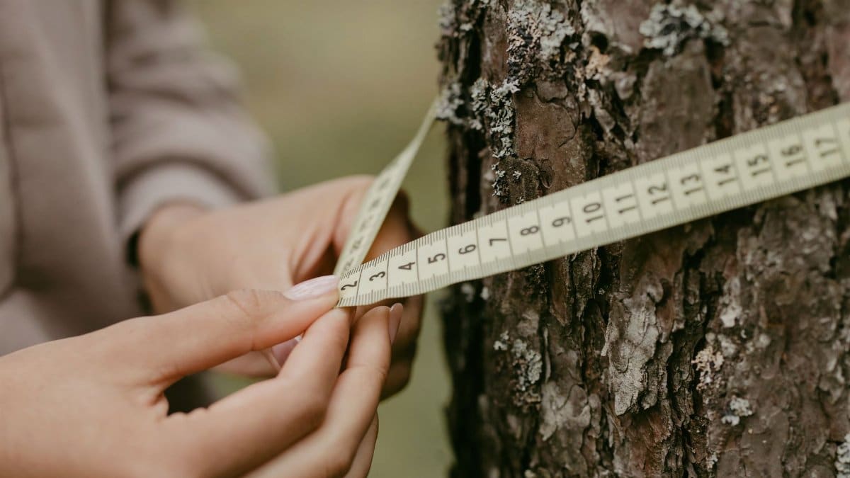 Hands measuring the circumference of a tree trunk with a tape measure, focusing on environmental conservation.
