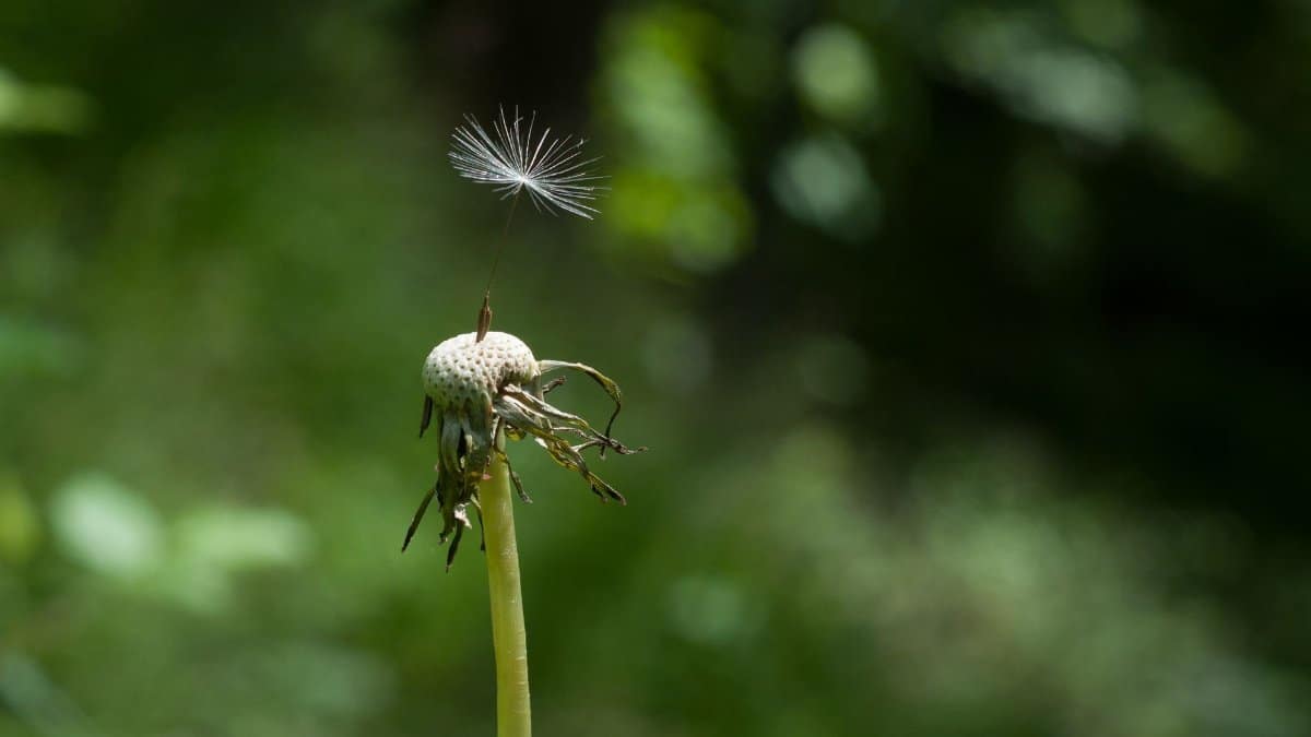 A close-up photo of a single dandelion seed balancing delicately on its stem against a blurred green background.