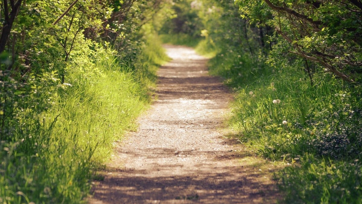 Tranquil dirt path surrounded by lush green foliage in a sunlit forest setting.