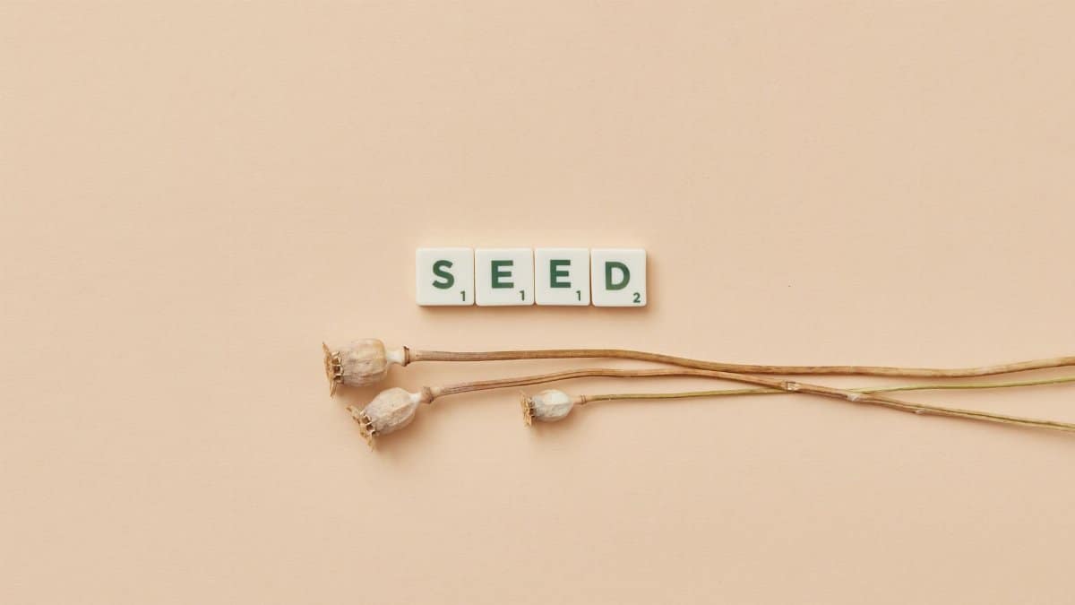 Top view of Scrabble tiles spelling 'SEED' with plant stems on a beige background.