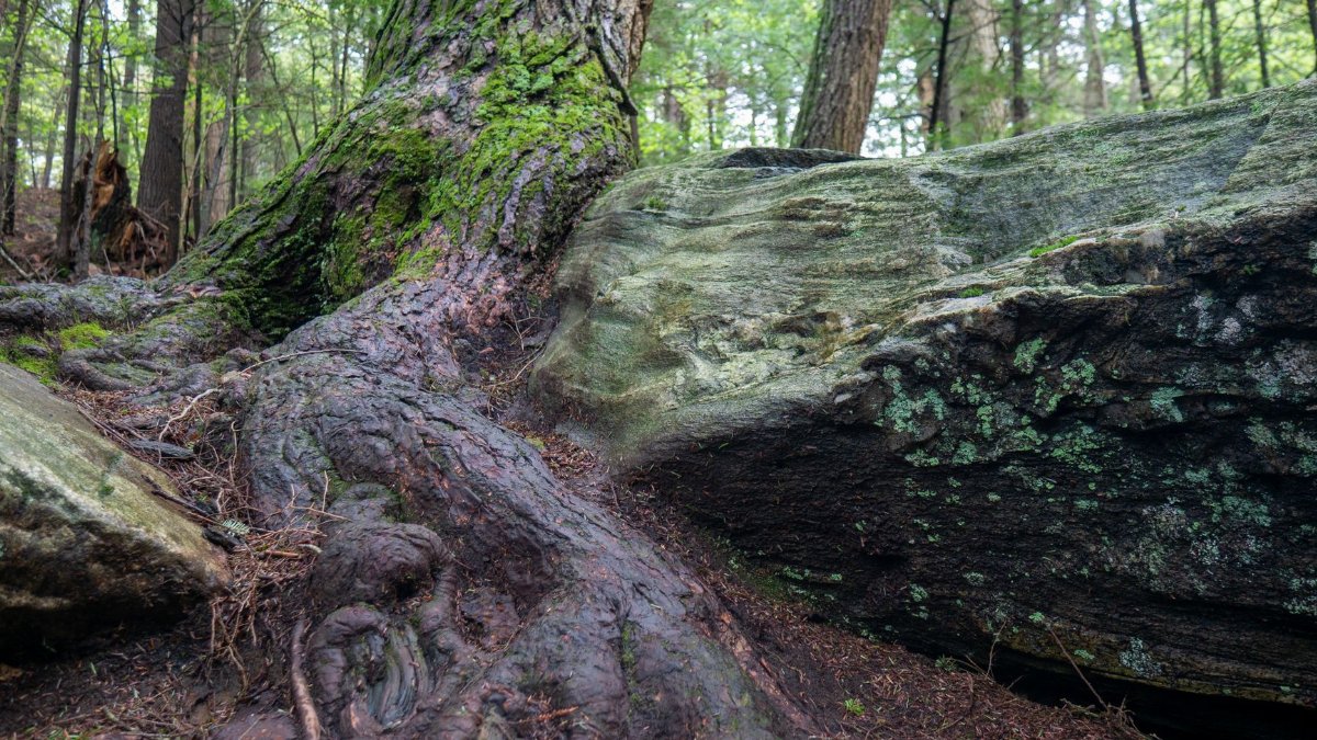 A vibrant forest scene in Dalton, MA, showing intertwining roots and moss-covered rocks.