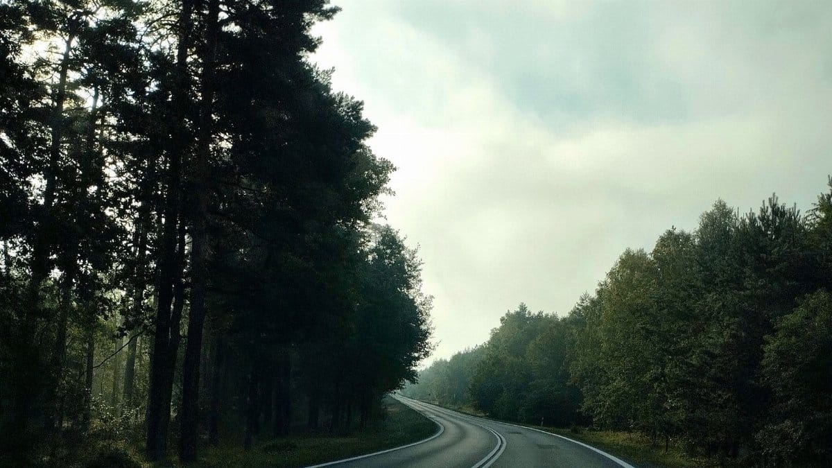 A tranquil road through a forest under a misty sky, perfect for travel vibes.