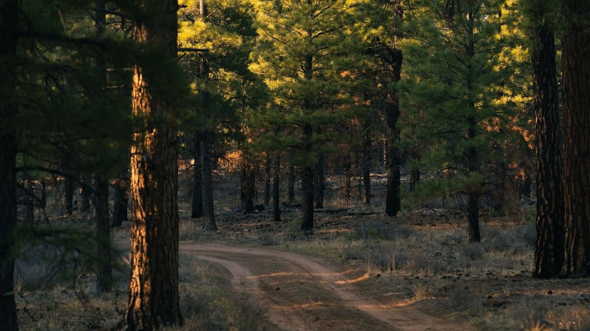 A serene dirt path winds through a forest in Bryce Canyon National Park, Utah, capturing nature's beauty.
