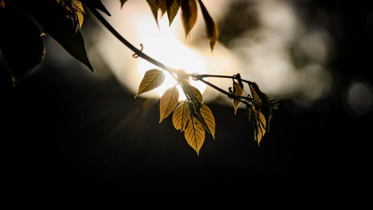 A close-up of leaves with sun glare, creating a dramatic effect showcasing nature's beauty.