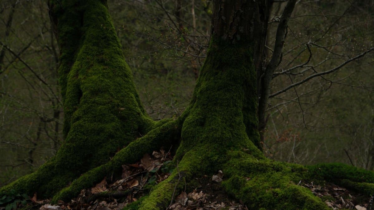 Two moss-covered trees in a tranquil forest create a serene and mystical atmosphere.