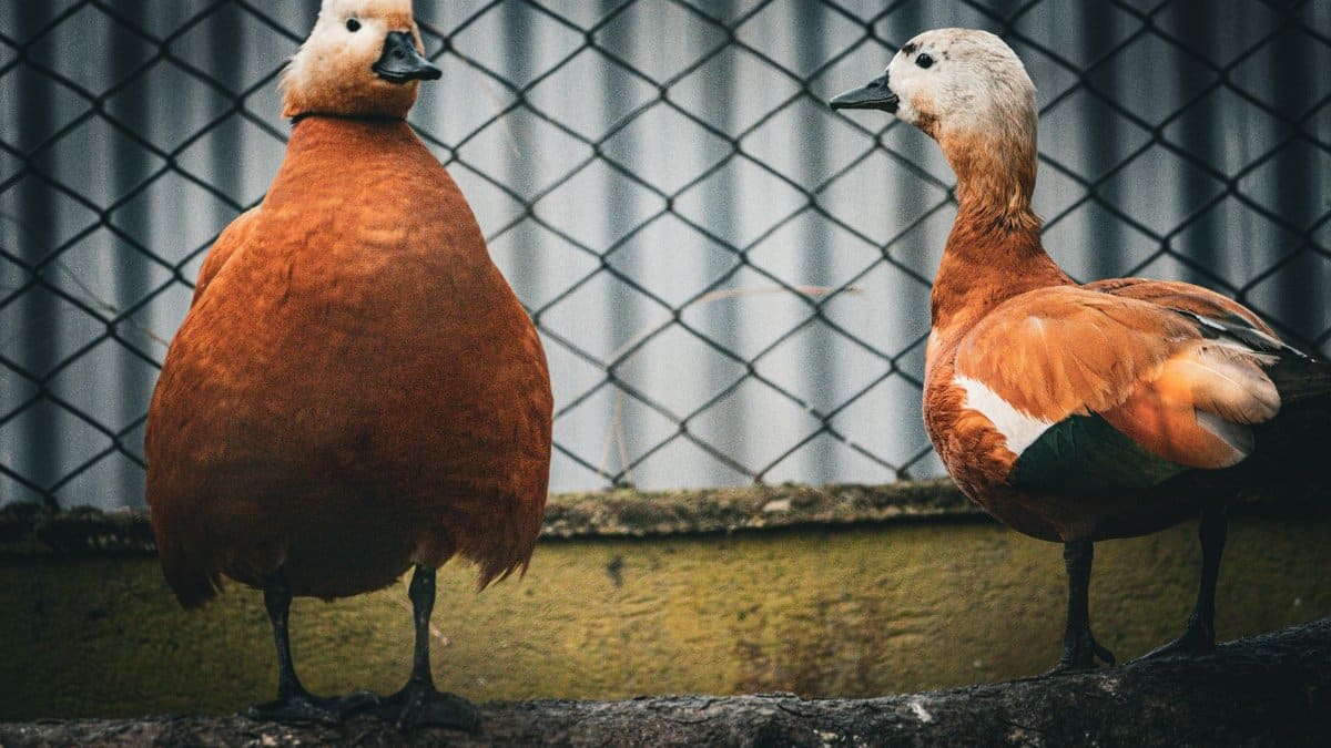 Two ruddy shelducks standing on a log with a textured wire fence as background, exuding a natural charm.