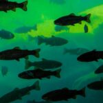 Underwater view of fish silhouettes swimming in a green-lit aquarium setting in Miami, FL.
