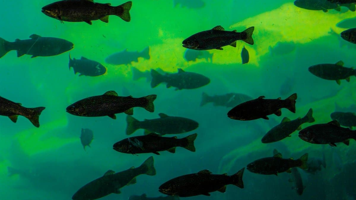 Underwater view of fish silhouettes swimming in a green-lit aquarium setting in Miami, FL.