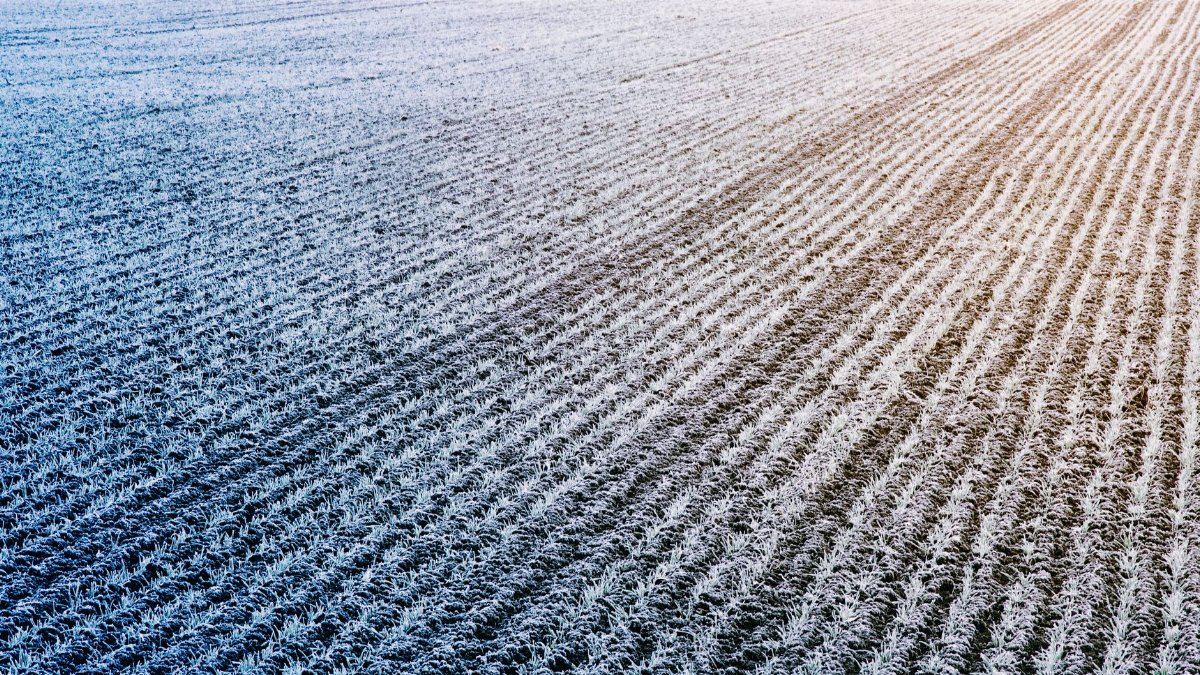 Aerial view of a frosty field with rows of crops at sunrise, highlighting nature's patterns.