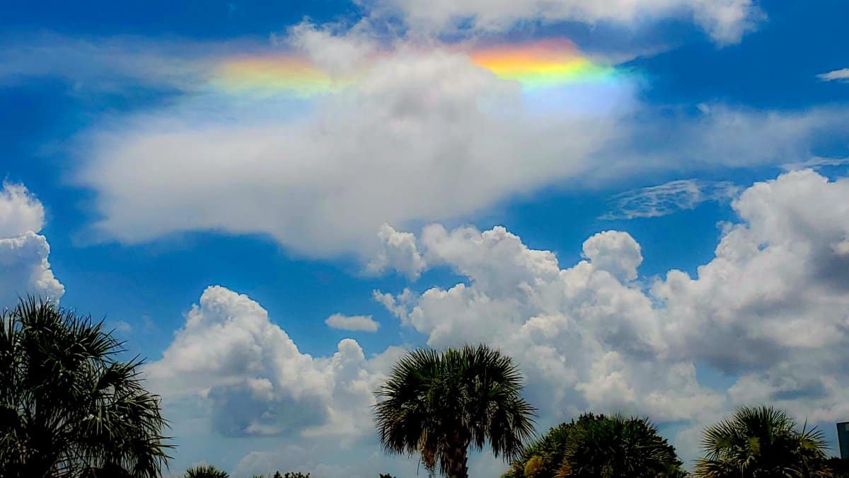 Vivid rainbow cloud over palm trees in a sunny Florida sky, Siesta Key