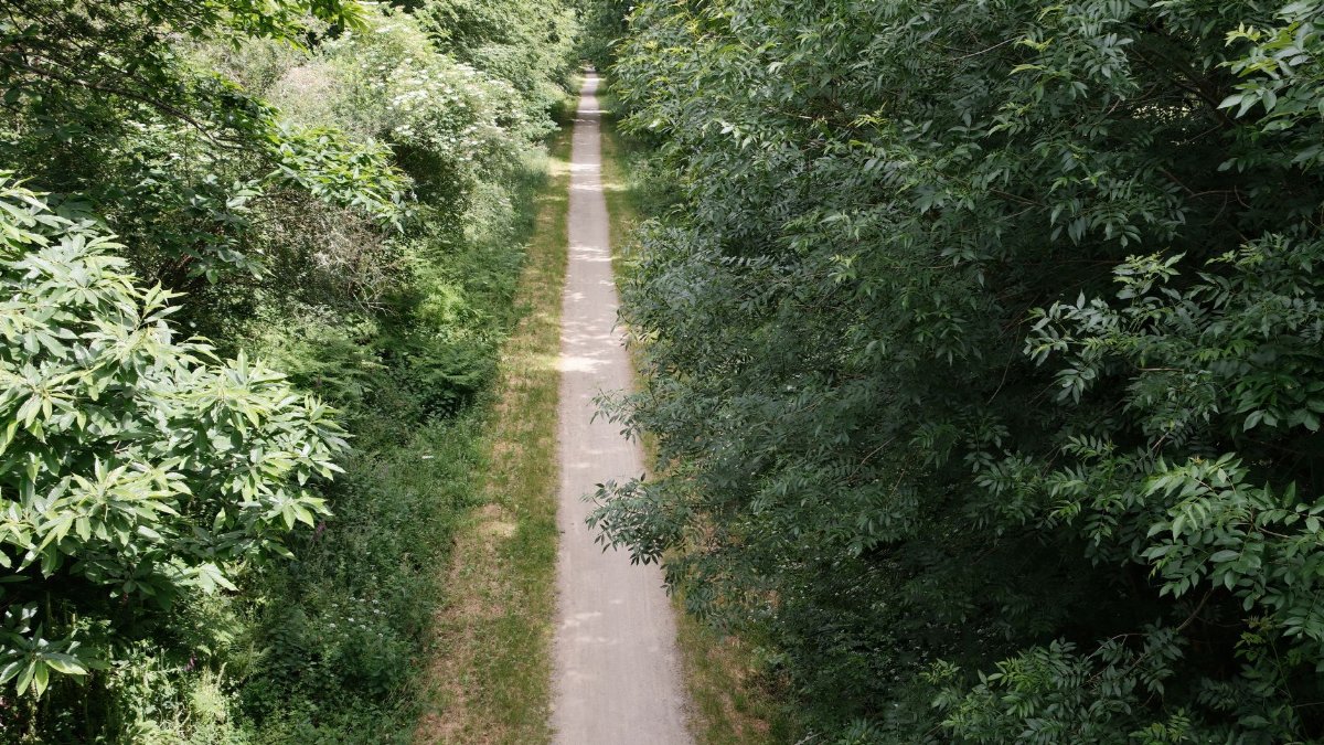 A peaceful forest path surrounded by lush green foliage, ideal for hiking and cycling.