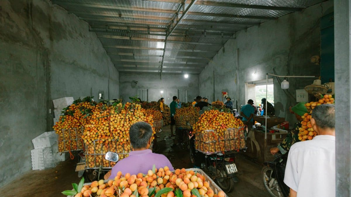 Workers pack litchis on motorbikes indoors for transport. Litchi harvesting and packing.