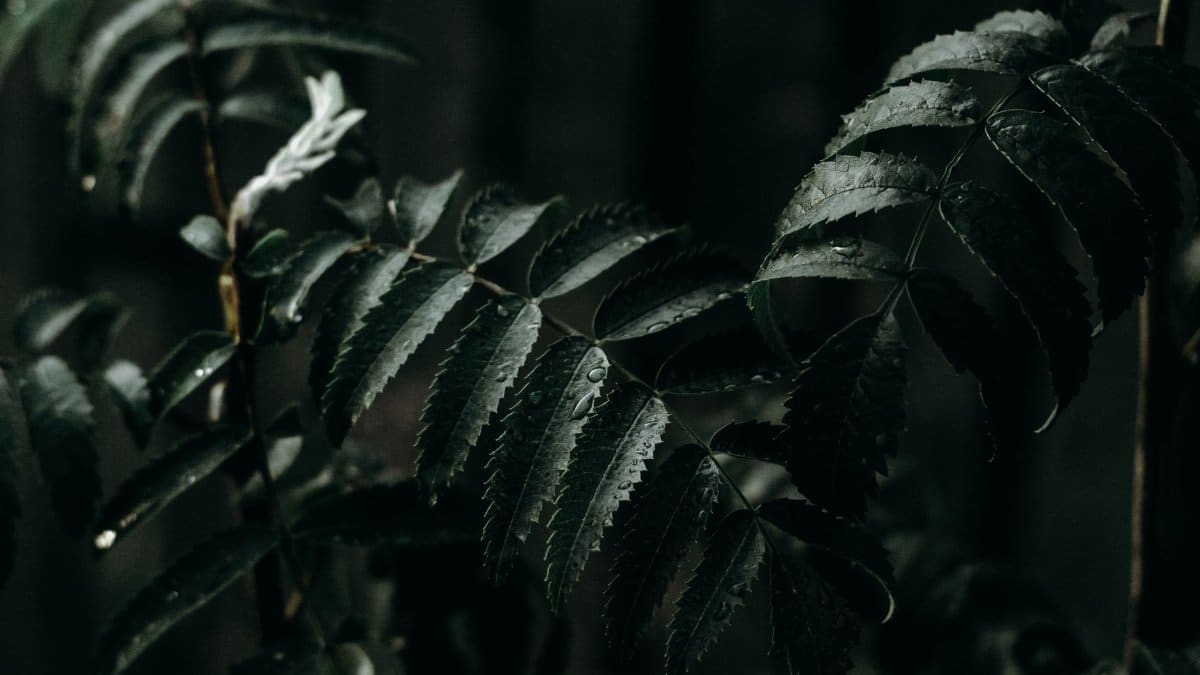 Dark and moody close-up of fern leaves with raindrops, highlighting nature's texture and beauty.