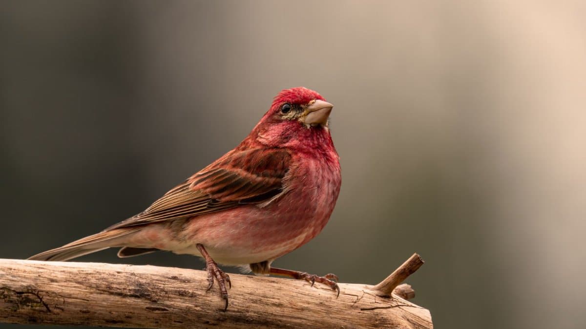 A striking purple finch perched on a branch against a soft background.
