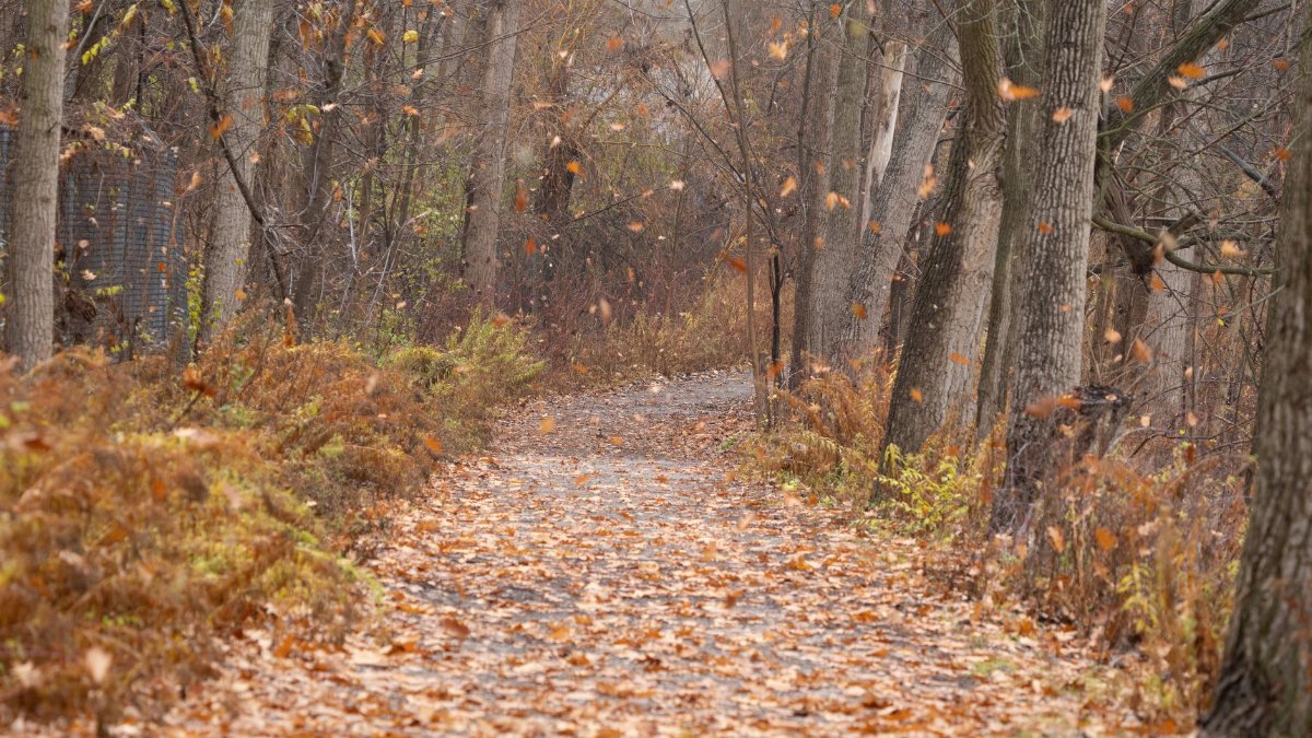 A serene autumn scene with fall foliage and leaves in Burlington, Ontario.