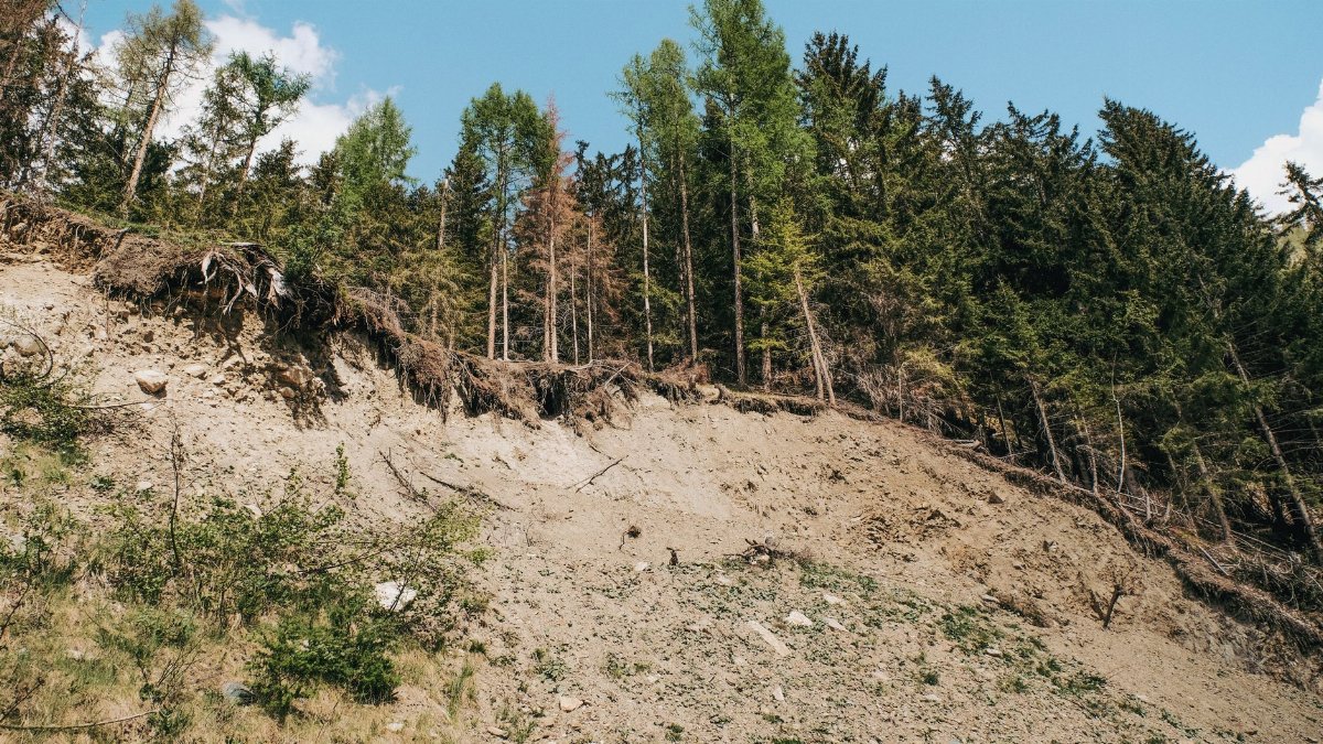 An exposed hillside with tree roots reveals significant erosion effects against a clear sky.