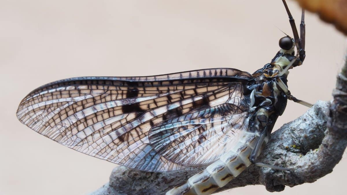 Detailed close-up image of a Brown Drake Mayfly perched on a branch, showcasing its intricate wing patterns.