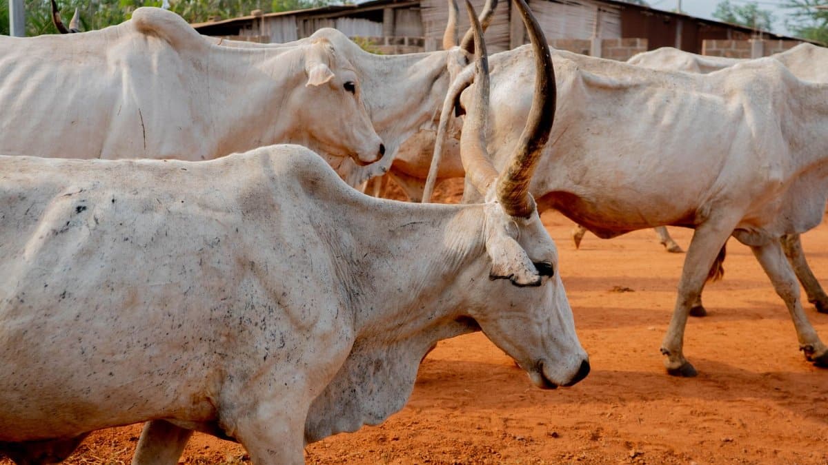 A herd of Nelore cattle grazing on a rural farm in Faro, Portugal.