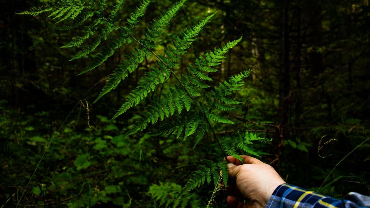A hand holding a vibrant green fern leaf within a lush forest environment.