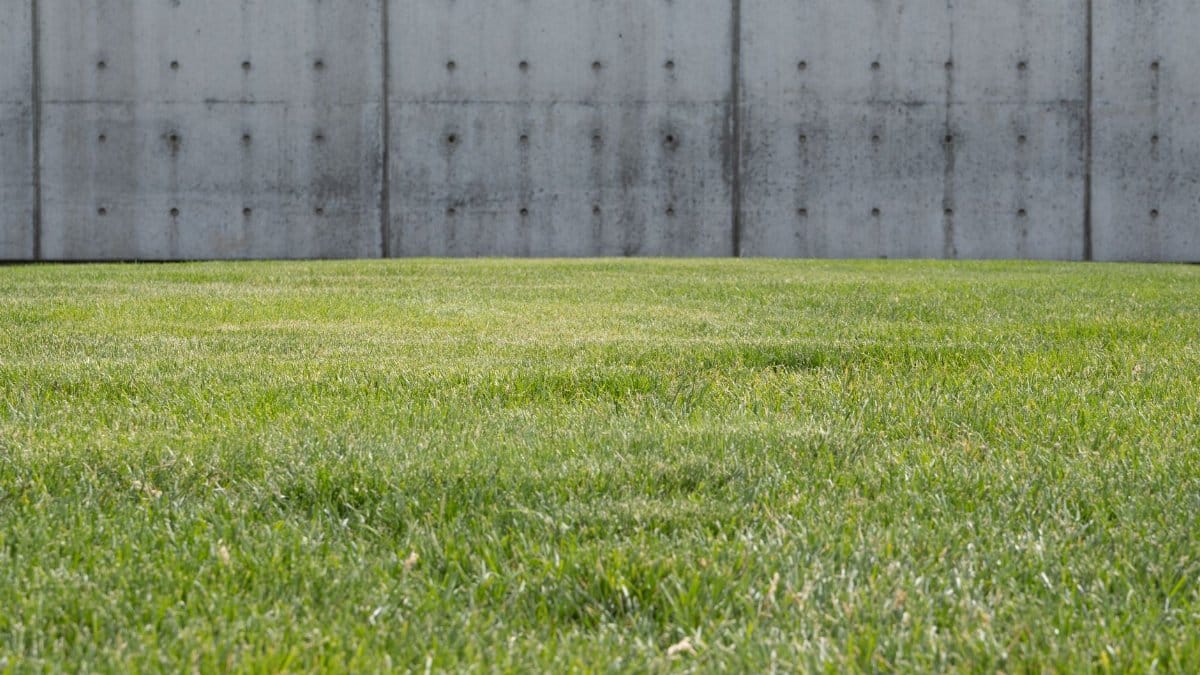 A vibrant green lawn contrasts with a textured concrete wall, evoking modern outdoor aesthetics.