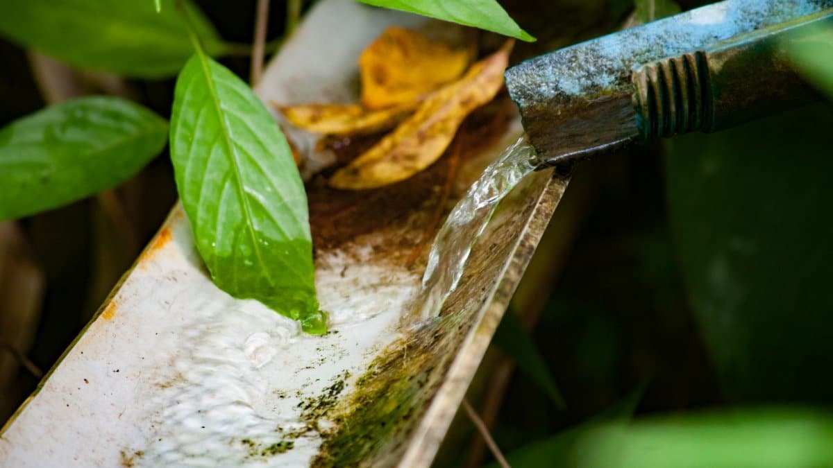 Close-up of water flowing through a pipe amidst lush green leaves in a natural setting.