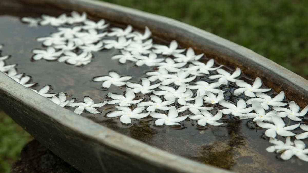 From above delicate white flower petals floating on water in big stone bowl in green summer garden
